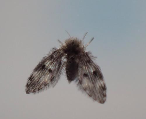 Réf. 285 699 : Pneumia sp.